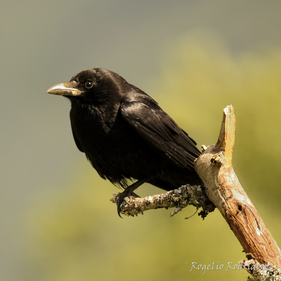 Corneja negra